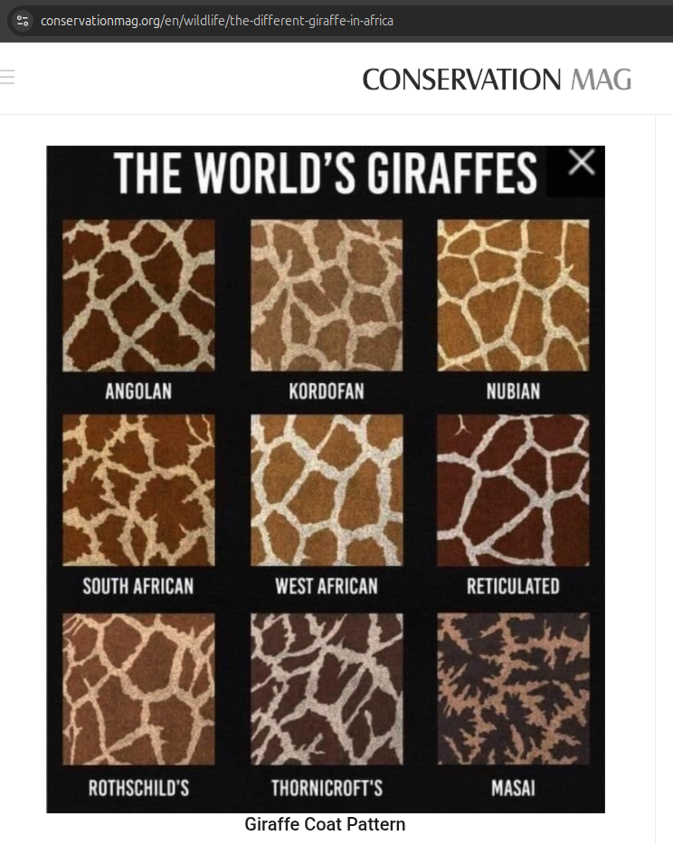Giraffes coat pattern Giraffes coat pattern