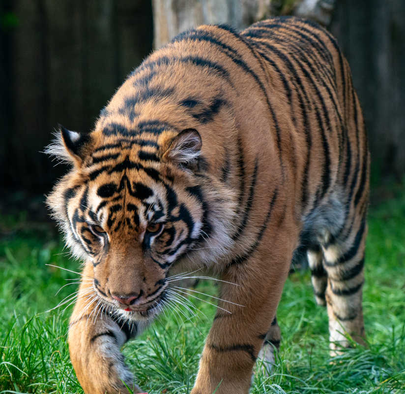 Camouflage Camouflage