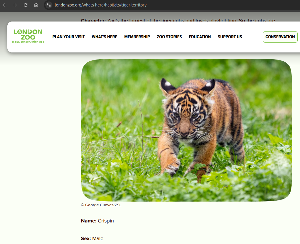 Sumatran tiger Sumatran tiger